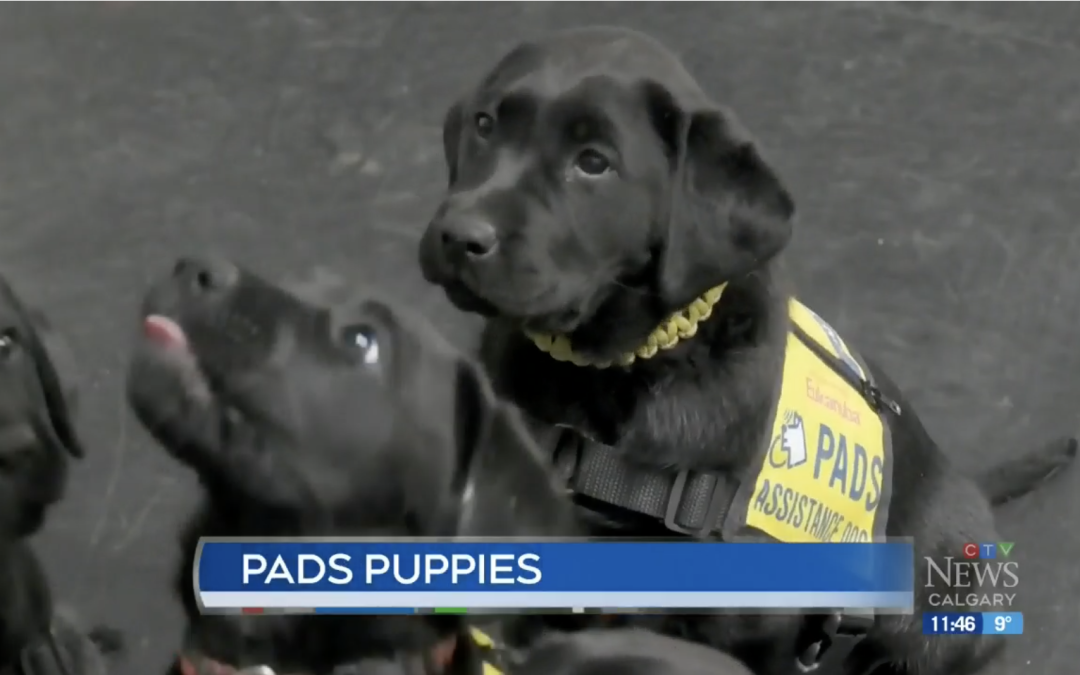 CTV: Calgary PADS Puppies